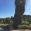 Cabo-2016-01-10-144203