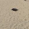 Cabo-2016-01-12-110545
