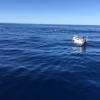 Cabo-2016-01-15-102508