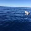 Cabo-2016-01-15-102509