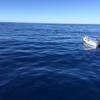 Cabo-2016-01-15-102513