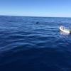 Cabo-2016-01-15-102514