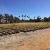 Cabo-2016-01-16-110454