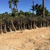 Cabo-2016-01-16-111011