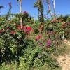 Cabo-2016-01-16-111059