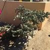 Cabo-2016-01-16-132141
